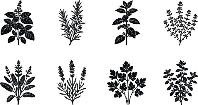 Set of black and white culinary herb silhouettes featuring basil rosemary mint thyme sage lavender parsley oregano vector illustration