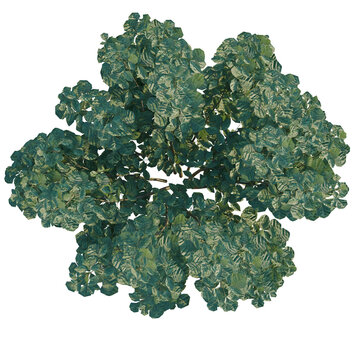 Rhus aromatica tree plan, top view, cutout, transparent background, isolate, Detailed aerial view of a lush green tree canopy with intricate branch structure