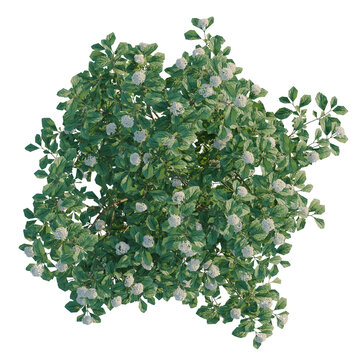 Viburnum dentatum tree plan, top view, cutout, transparent background, isolate, Viburnum opulus 'Roseum' bush with blooms, ornamental shrub isolated on black background