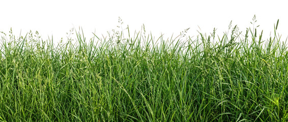 Obraz premium Tall green grass field, dense vegetation, natural background with soft focus.