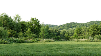 Obraz premium lush green forest with trees and meadow under a clear sky, transparent background.
