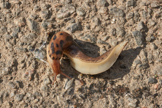 A great slug (lat. Limax maximus) is crawling along the garden path. The great slug or the great leopard slug is a terrestrial gastropod mollusk of the order pulmonary snails of the family Limacidae.