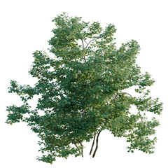 Fototapeta premium Corylus avellana tree, elevation, front view, cutout, transparent background, isolate, Vibrant Green Tree with Dense Foliage - Perfect for Landscape Design and Nature Stock Photography