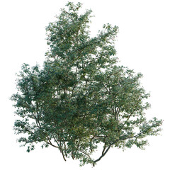 Obraz premium Ilex mucronata tree, elevation, front view, cutout, transparent background, isolate, Detailed 3D Render of a Lush Green Tree with Red Berries on Transparent Background