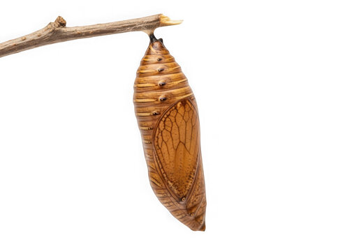 Dried brown chrysalis hanging on a thin branch isolated on transparent background
