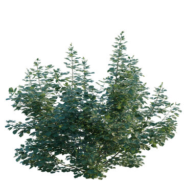 Rhus aromatica tree, elevation, front view, cutout, transparent background, isolate, Dense Green Foliage Bush Isolated on Black Background - Natural Elements for Design