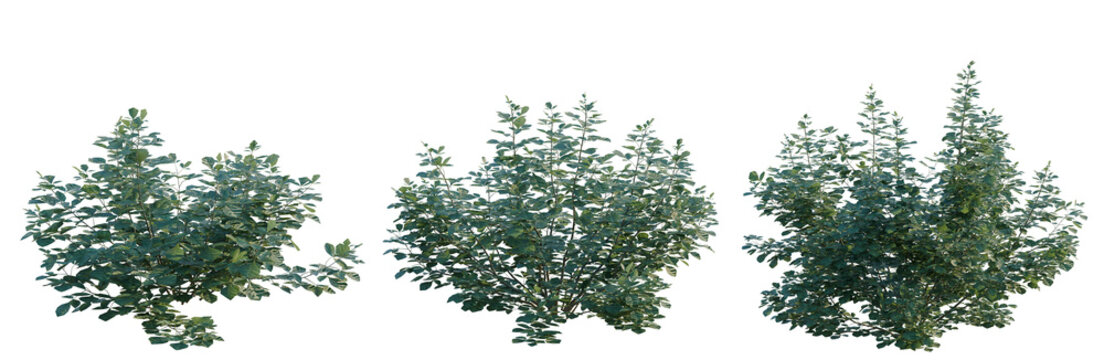 Rhus aromatica tree, elevation, front view, cutout, transparent background, isolate, Three Evergreen Trees - Different Sizes - Isolated on Transparent Background for Design Use