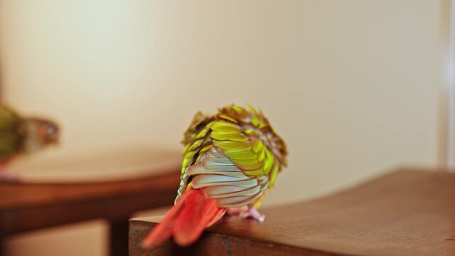 A small bird with vivid feathers is perched on a wooden surface. It looks around while fluffing its feathers. The indoor space has soft lighting, making the colors stand out.