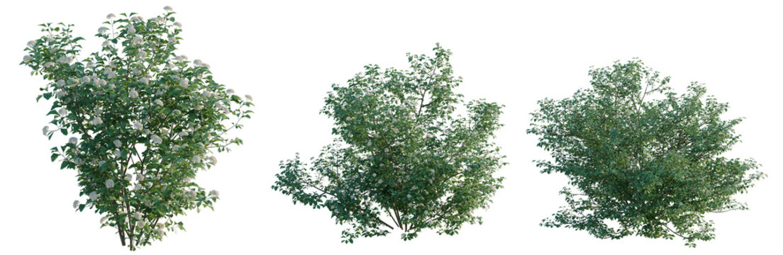 Viburnum dentatum tree, elevation, front view, cutout, transparent background, isolate, Three bushes with flowers and foliage - perfect for landscape design and architectural visualization