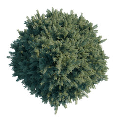 Obraz premium Abies concolor tree plan, top view, cutout, transparent background, isolate, Detailed Green Shrub Tree - Ideal for Landscape Design and Realistic Visualizations