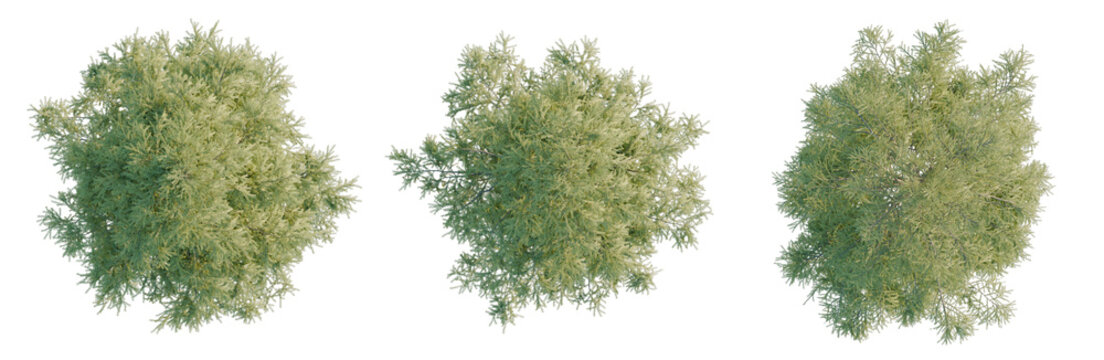 Cedrus deodara tree plan, top view, cutout, transparent background, isolate, Three stylized evergreen shrubs isolated on a black background - ideal for landscape design mockups.
