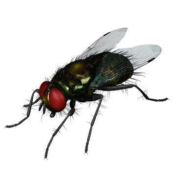 Housefly Screwworm Parasite Fly Comparison