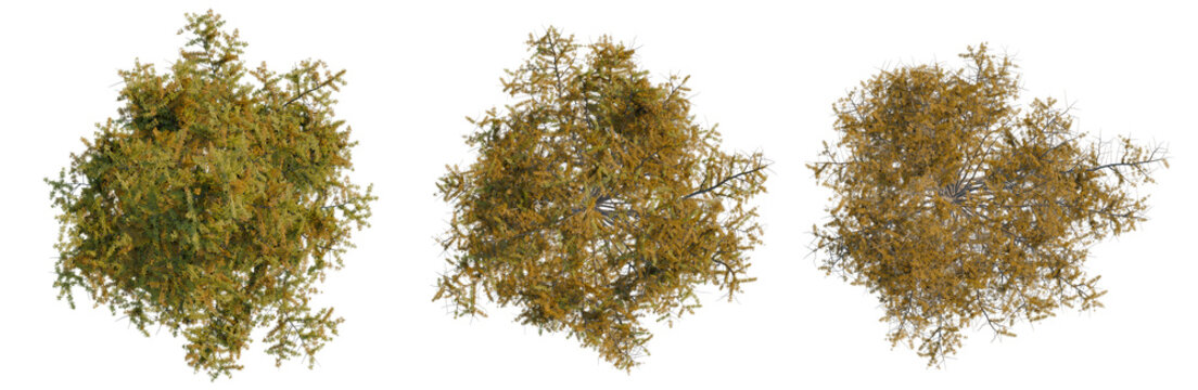 Larix kaempferi tree plan, top view, cutout, transparent background, isolate, Three stylized trees with vibrant autumn foliage - perfect for game development and design.