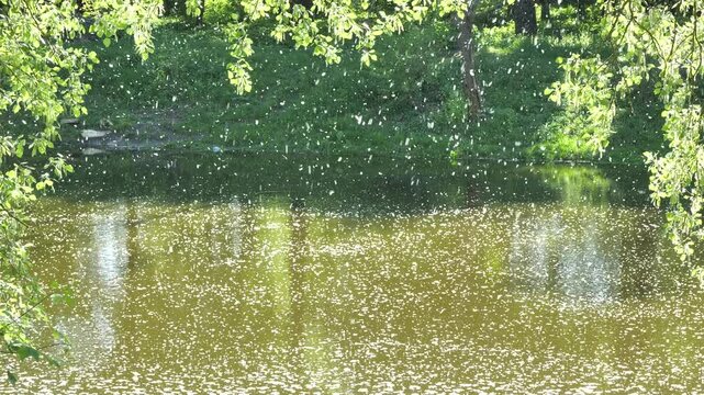 Chaotic movement of poplar fluff in the air over the river.
This movement of poplar fluff resembles a beautiful snowfall. This fluff causes allergies.
