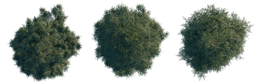 Picea rubens tree plan, top view, cutout, transparent background, isolate, Three Lush Green Bush Topiaries - Perfect for Landscaping and Garden Design Elements