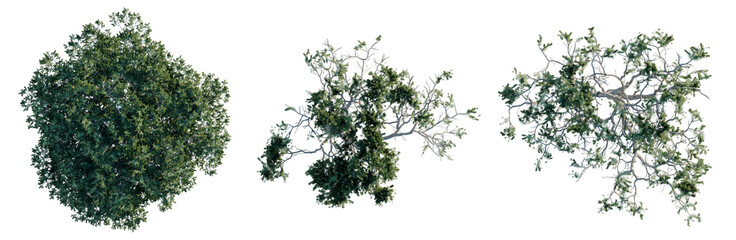 Fototapeta premium Pinus pinea tree plan, top view, cutout, transparent background, isolate, Three Different Tree Canopies with Branches – Realistic 3D Rendered Assets for Landscape Design