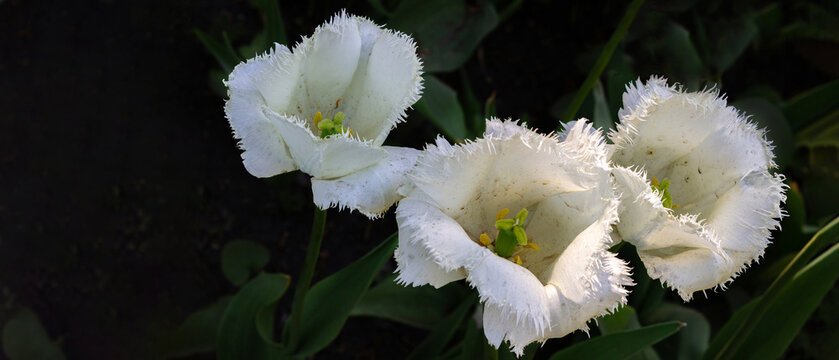 Cinematic 21:9 wide view of three white fringed tulips blooming in sunlight with delicate textured petals and green leaves. Elegant minimal spring floral background for luxury design, banners and prem