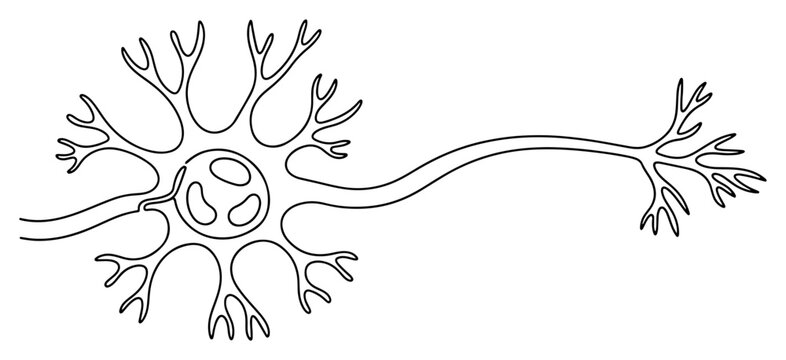 Nerve cell neuron biological anatomy structure minimalist continuous one line drawing
