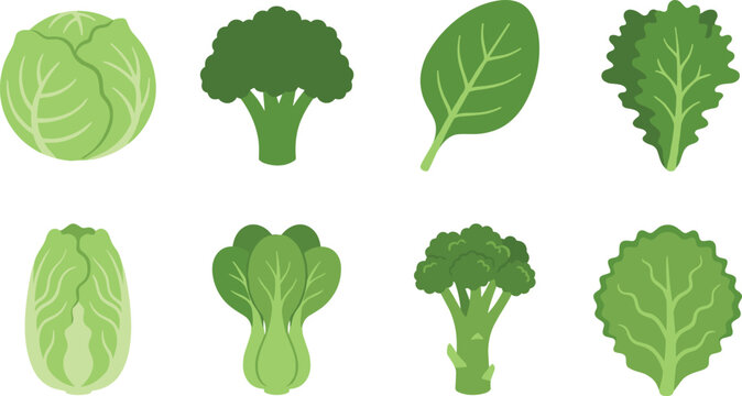 Leafy green vegetable illustration with cabbage, broccoli, spinach, kale, bok choy, napa, romaine lettuce, and healthy food vector design