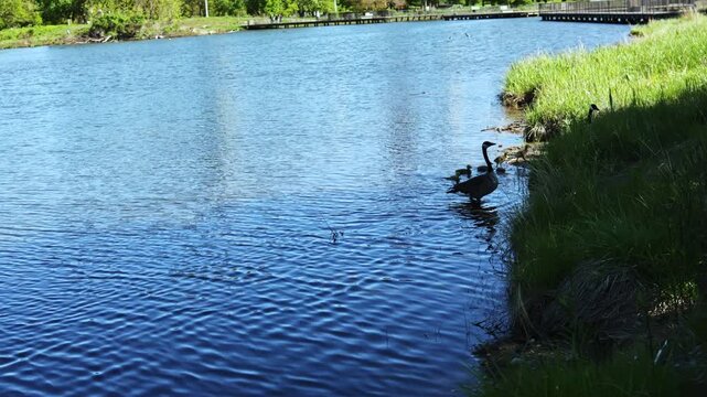 Two adult geese stand by the water while their goslings swim nearby in a park setting. The scene shows the natural habitat and activity of the birds.