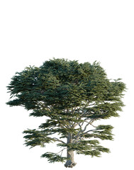 Cedrus libani tree, elevation, front view, cutout, transparent background, isolate, Detailed 3D Render of a Lush Green Tree with Textured Bark - Ideal for Nature Scenes © DH Tree Stock
