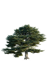Fototapeta premium Cedrus libani tree, elevation, front view, cutout, transparent background, isolate, Detailed Tree with Exposed Roots on Black Background - Perfect for Compositions & Design Elements