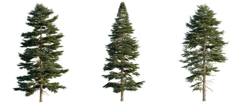 Picea rubens tree, elevation, front view, cutout, transparent background, isolate, Three Evergreen Trees on Black Background - Realistic Pine Tree Collection