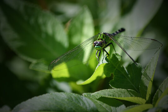 Closeup of a green and black dragonfly, facing forward, eyes dilated, resting on leaf in the early morning light