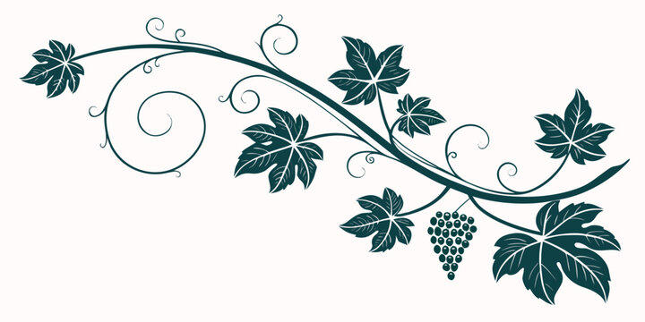 Stylized grapevine graphic with a hanging cluster of grapes leaves artistic curly tendrils in a deep teal color isolated on a white background vineyard illustration