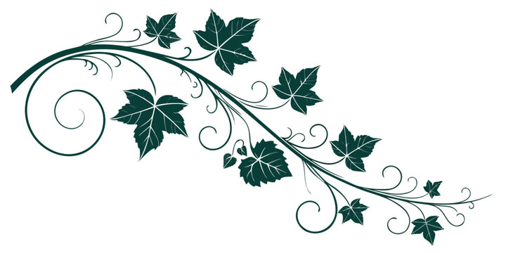Elegant dark teal ivy vine graphic with swirling flourishes and decorative leaves isolated on white background flourish decorative ornament illustration climbing botanical