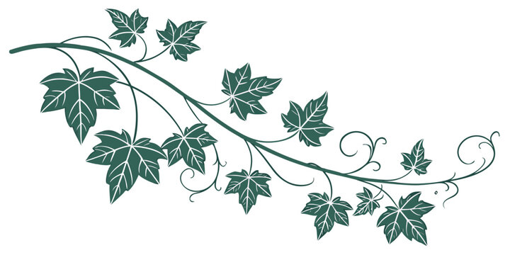 Natural green ivy branch illustration with realistic leaf shapes and delicate vine tendrils for organic design projects botanical illustration isolated background climbing