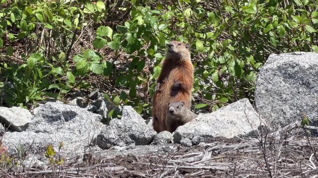 Two lively Canadian groundhogs frolic among rocks and greenery, soaking up the sun in a vibrant outdoor setting. Their playful antics warm the heart and entertain