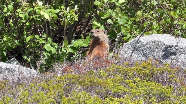 Watch playful Canadian groundhogs as they frolic among vibrant greenery and rocky outcrops on a bright, sunny afternoon in their natural habitat