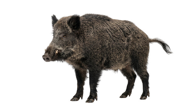Wild boar standing with tusks visible looking to left side on transparent background isolated.