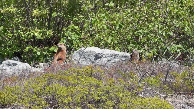 Two curious Canadian groundhogs frolic in a vibrant green landscape, basking in the sun among rocks and wildflowers, captured in a beautiful natural setting