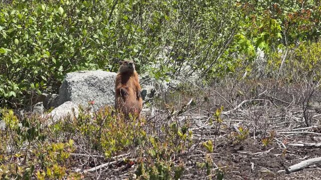 Watch as lively Canadian groundhogs frolic among the flowers and rocks in their vibrant spring home. Enjoy the charm and antics of these playful creatures in the wild