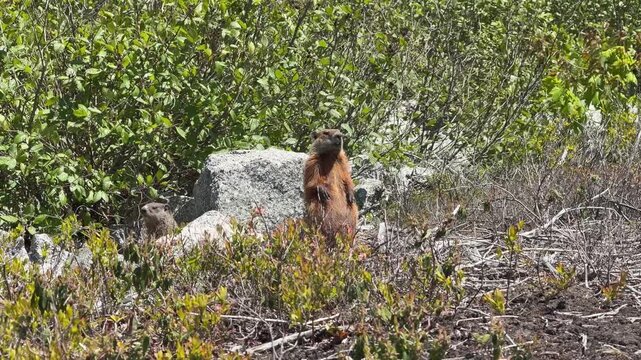 Curious groundhogs explore their vibrant surroundings, munching on greens and playfully interacting. A warm sunny day adds to their lively antics