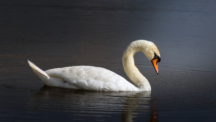 Elegant mute swan swimming on dark calm water, minimalist wildlife photography © Dimitar