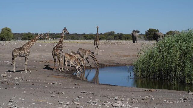 Giraffes family (Giraffa camelopardalis) at the waterhole in the Etosha National Park, Namibia, Africa