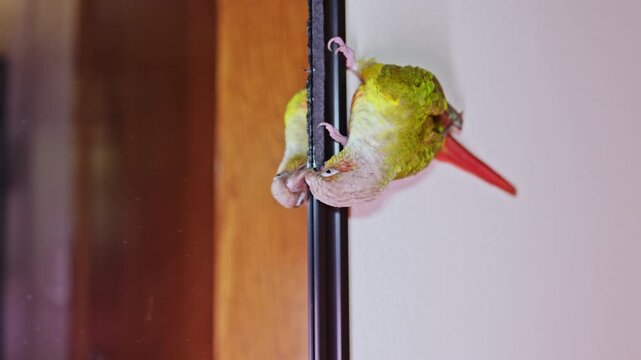 A small bird clings to a wall while observing its reflection in the glass. The scene takes place indoors during daylight hours. The bird appears curious and engaged.