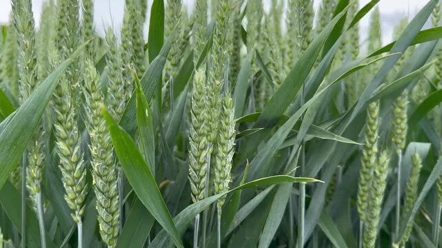 gr&uuml;ne Weizenen&auml;hren auf dem Feld, l&auml;ndliche Szene 