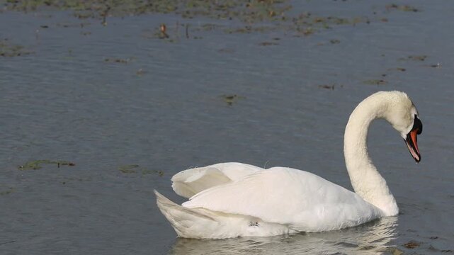 Cinematic slow motion of a beautiful mute swan drinking water and preening feathers on a lake