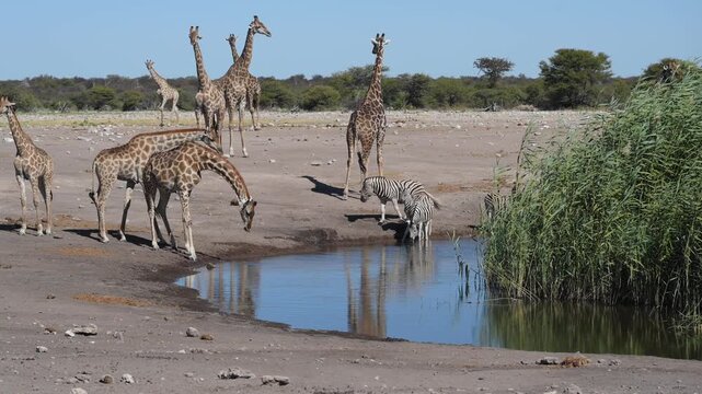 Giraffes family (Giraffa camelopardalis) at the waterhole in the Etosha National Park, Namibia, Africa