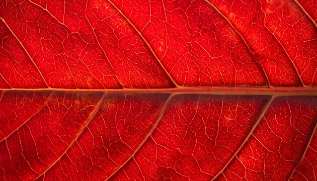 A close-up view of a vibrant red leaf showcasing intricate veins
