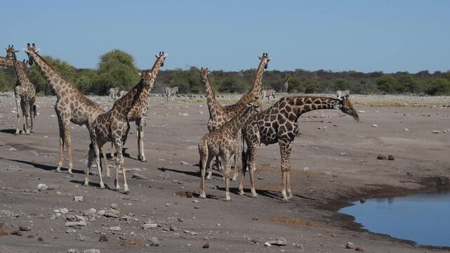 Giraffes family (Giraffa camelopardalis) at the waterhole in the Etosha National Park, Namibia, Africa