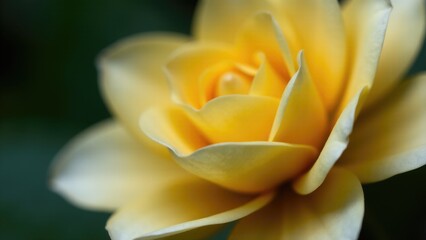 Fototapeta premium A detailed shot of a bright yellow rose in bloom, suitable for use as a decorative element or symbol