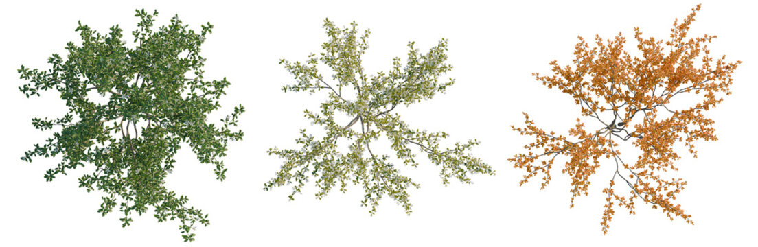 Amelanchier lamarckii tree plan, top view, cutout, transparent background, isolate, Three Trees with Seasonal Foliage - Spring, Summer, Autumn - Isolated on Transparent Background