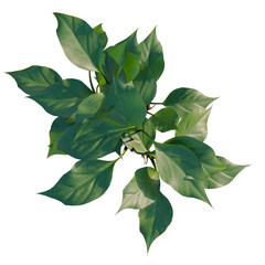 Aglaonema modestum tree plan, top view, cutout, transparent background, isolate, Detailed Philodendron Plant Branch with Lush Green Leaves on a Black Background © Peter Hai