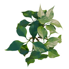 Aglaonema modestum tree plan, top view, cutout, transparent background, isolate, Vibrant Philodendron Plant with Lush Green Leaves Against a Black Background – Perfect for Design © Peter Hai