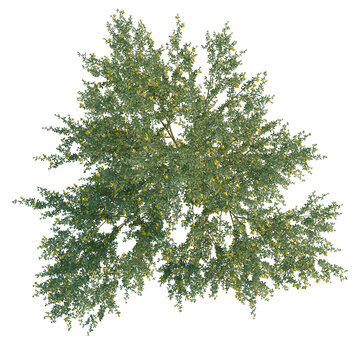Cytisus scoparius tree plan, top view, cutout, transparent background, isolate, Detailed view of a lush green acacia tree with visible branches against black background.